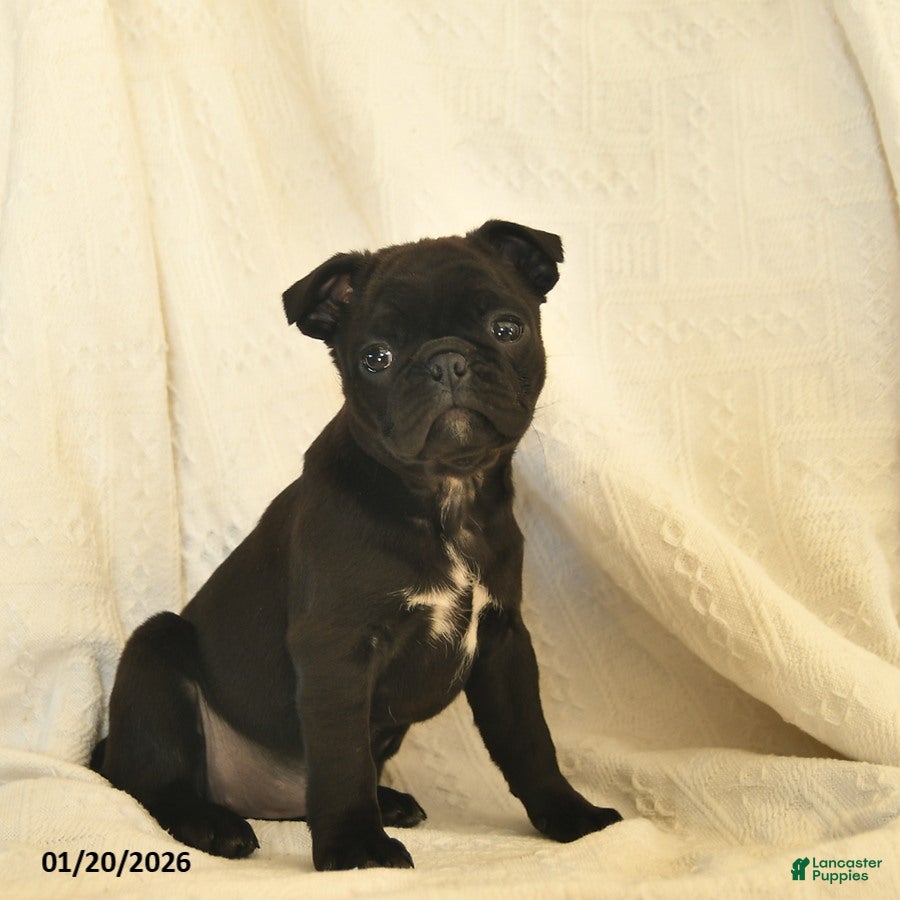 Mixed Breed dogs Bell  - Ad 38