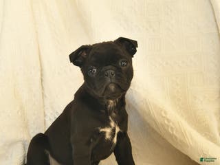 Mixed Breed dogs Bell - Ad 35