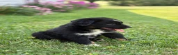 Australian Shepherd dogs for sale: Forest  - Ad 8