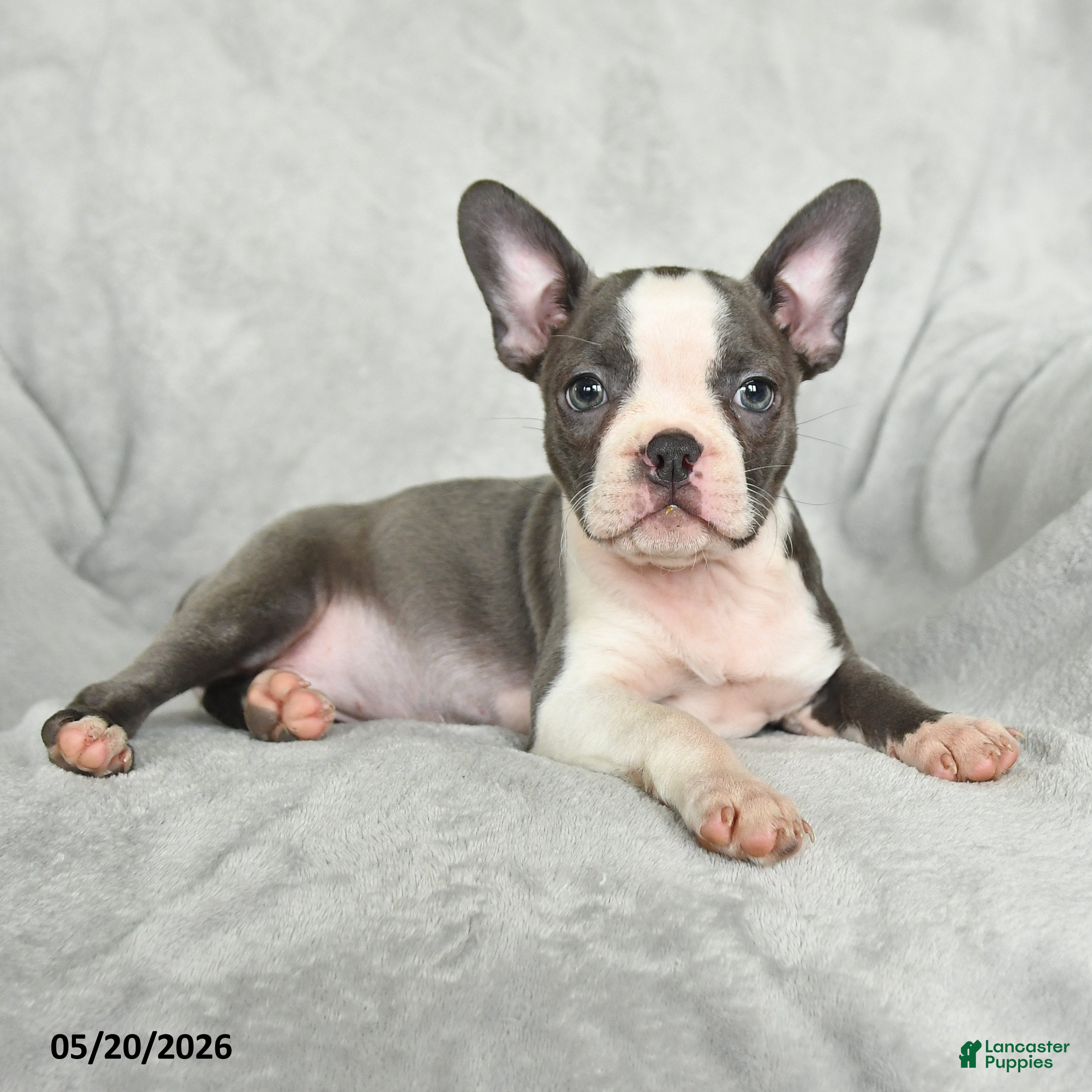 Boston Terrier dogs Teresa - Ad 2