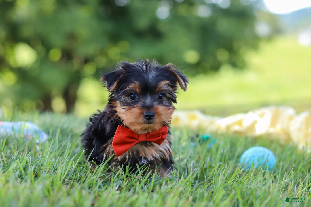 Yorkshire Terrier dogs for sale: Jasper - Ad 2