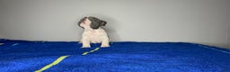 French Bulldog dogs for sale: French Bulldog Puppy 3 - Ad 2