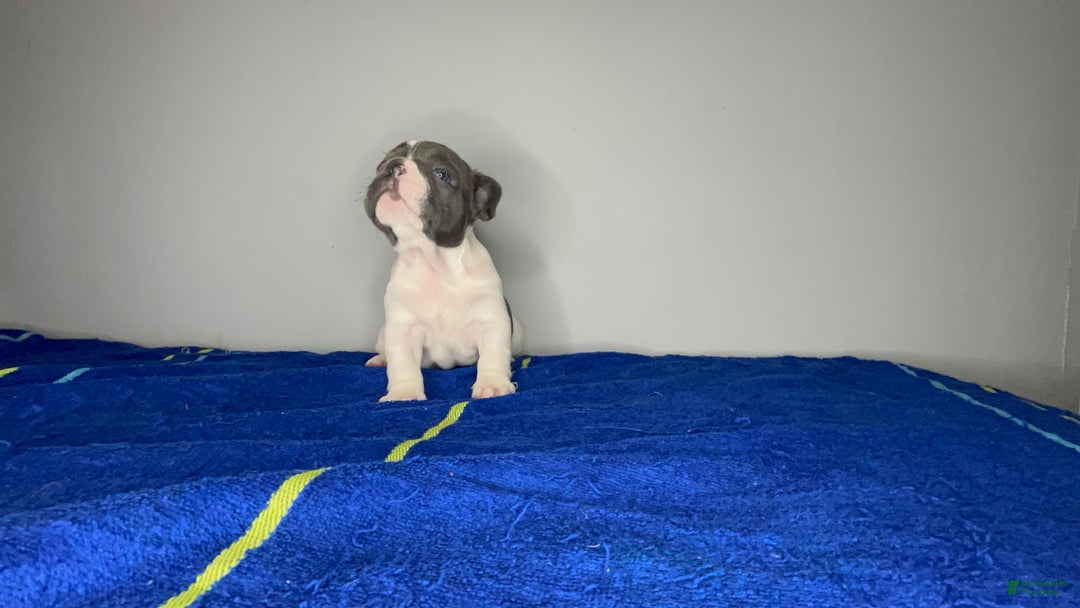 French Bulldog dogs for sale: French Bulldog Puppy 3 - Ad 2