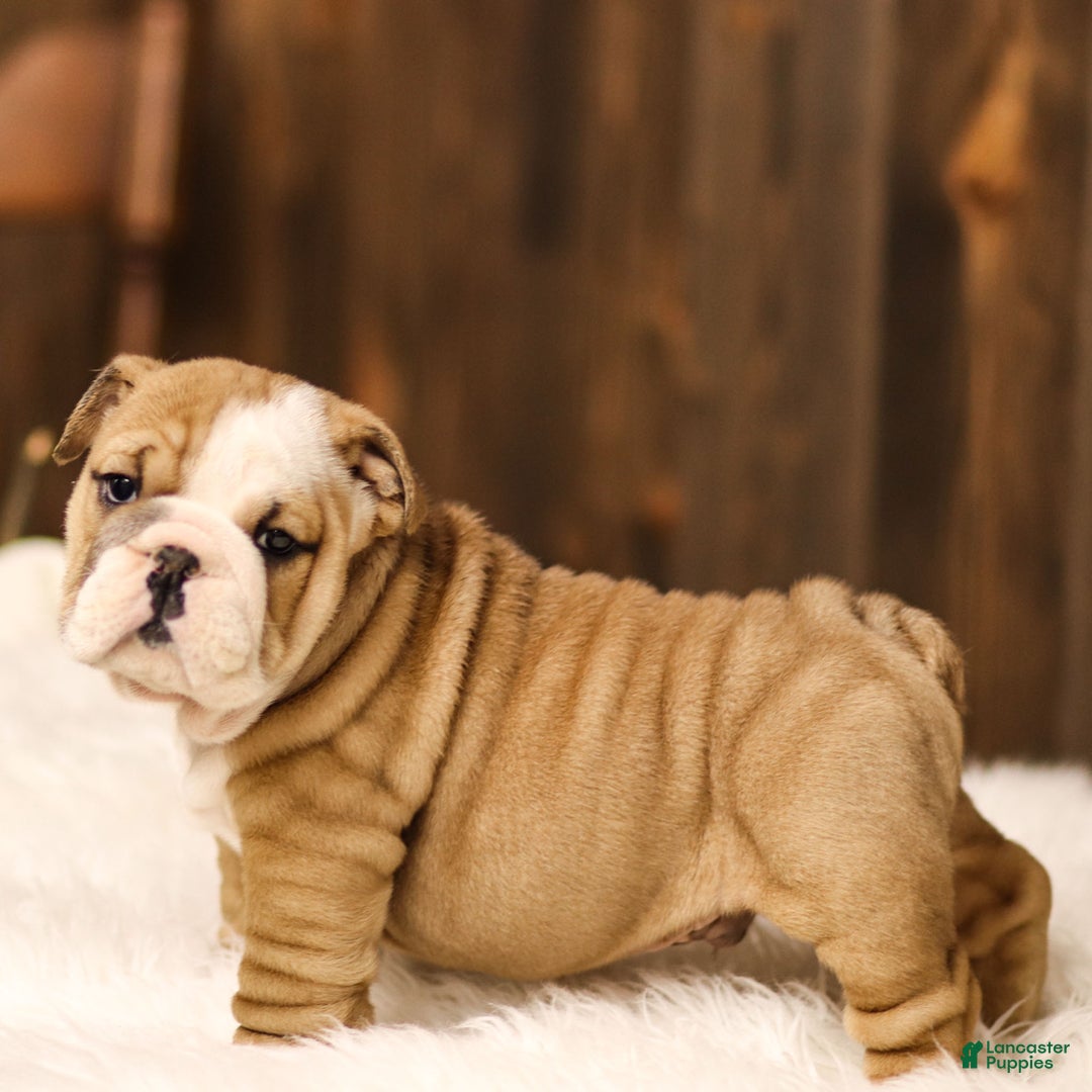 English Bulldog dogs for sale: Rudolph - Ad 4