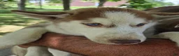 Siberian Husky dogs for sale: Valerie  - Ad 3