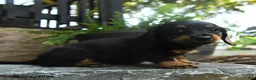 Miniature Dachshund dogs for sale: Clementine - Ad 2