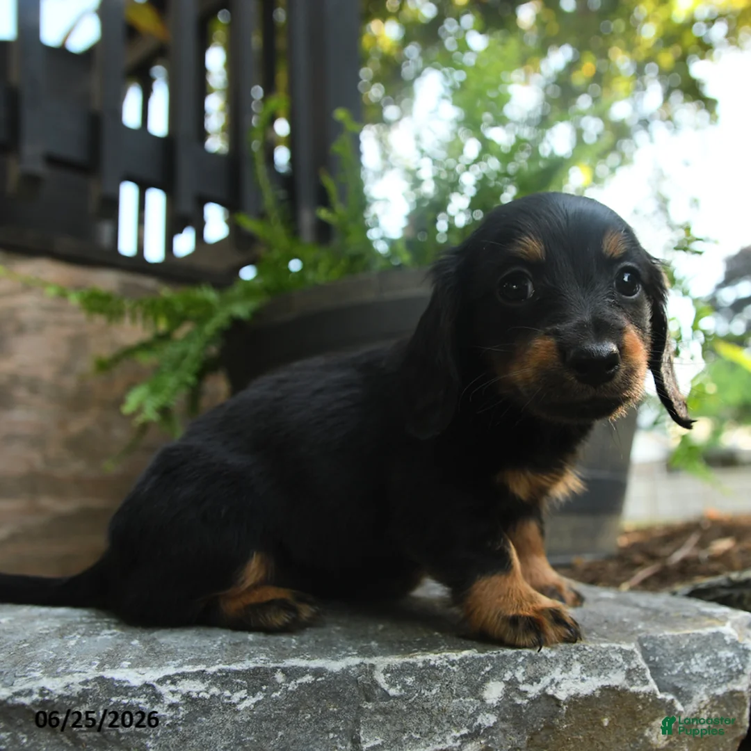 Miniature Dachshund dogs for sale: Clementine - Ad 2