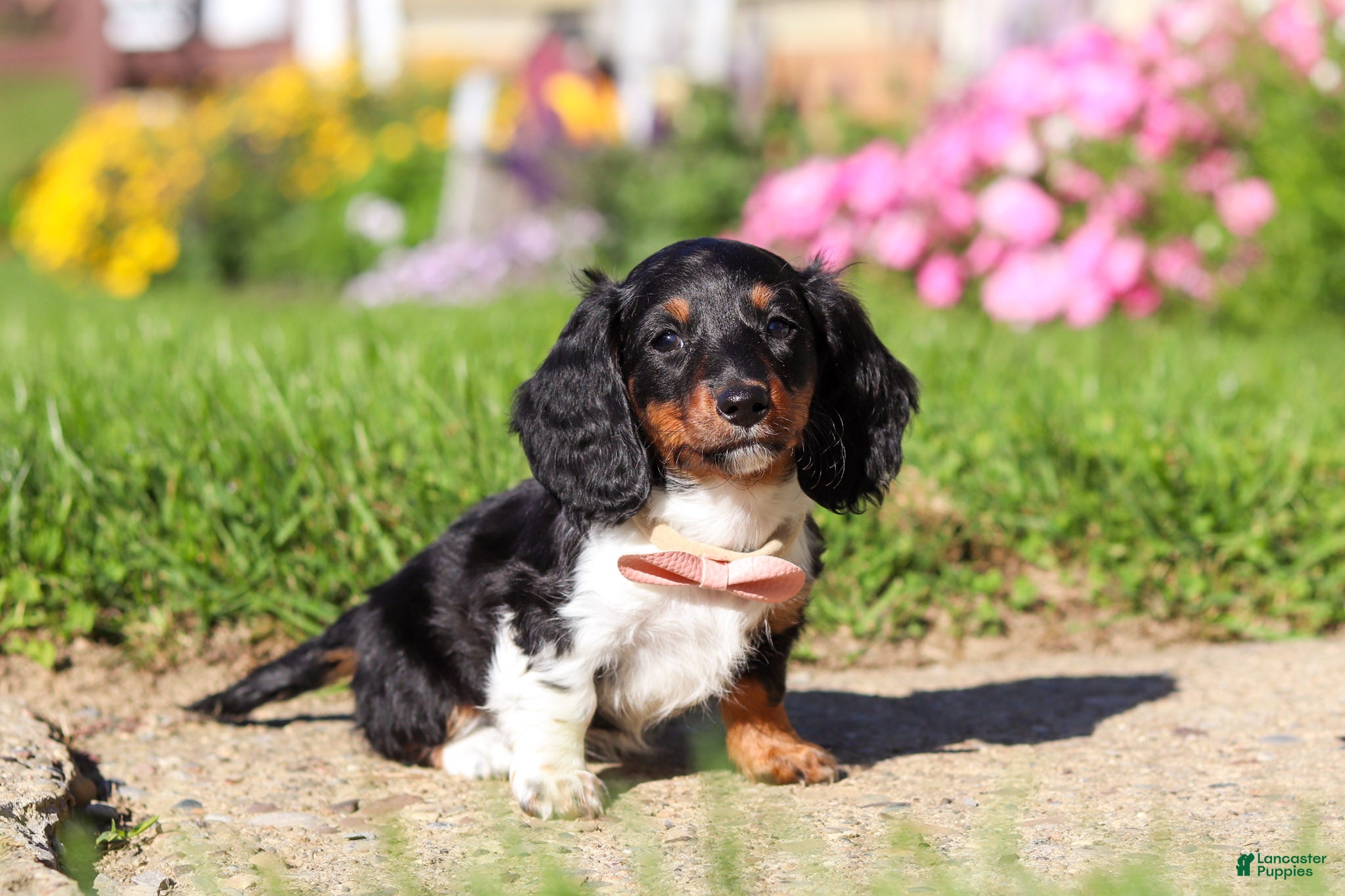 Dachshund dogs Poppy - Ad 1