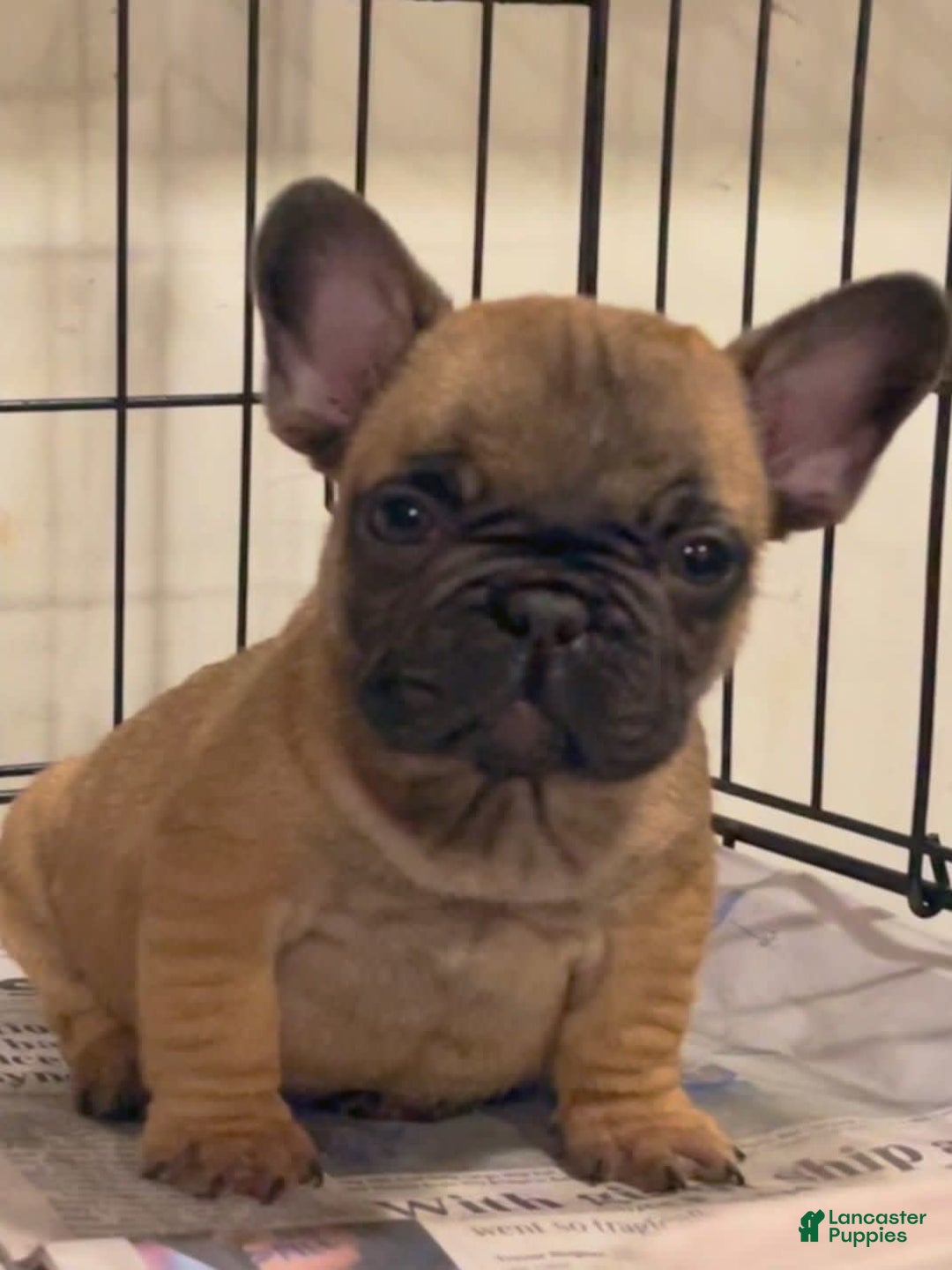 Gallery Image {{count}}