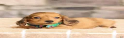 Miniature Dachshund dogs for sale: Millie - Ad 4