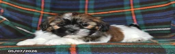 Shih Tzu dogs for sale: Alice - Ad 4