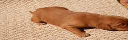 Golden Retriever dogs for sale: Daisy -AKC, Genetically Clear - Ad 64