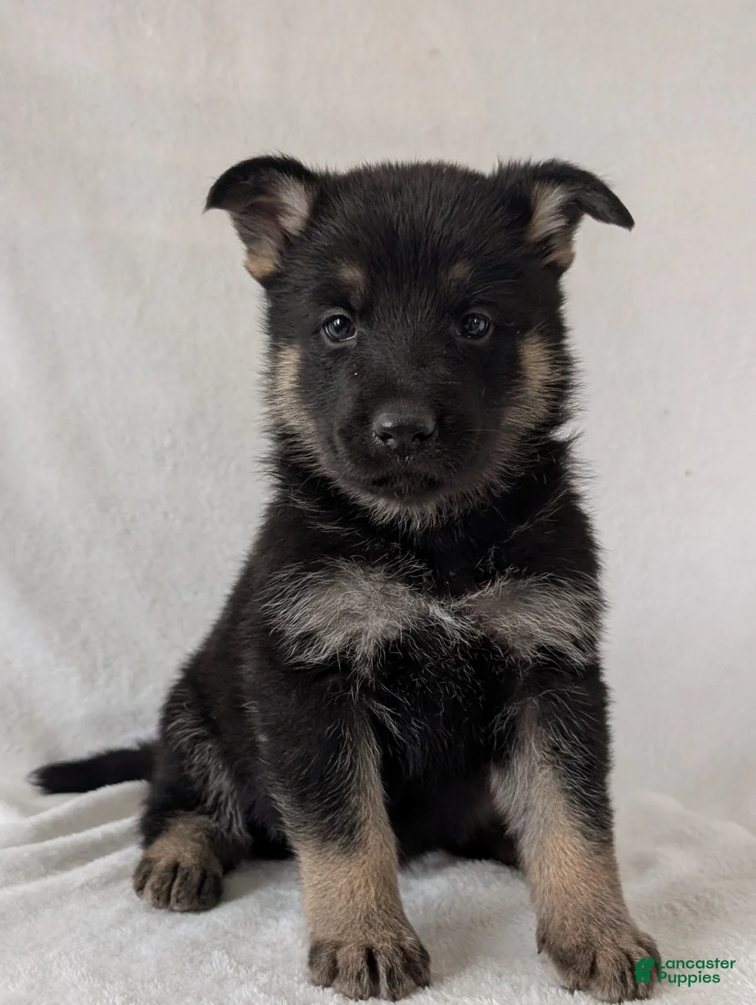 German Shepherd dogs for sale: Raina - Ad 7