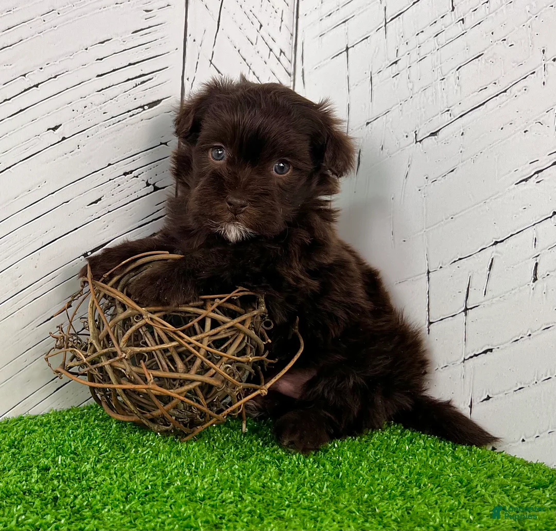 Havapoo dogs for sale: Mickey - Ad 1