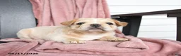 French Bulldog dogs for sale: Tucker - Ad 9
