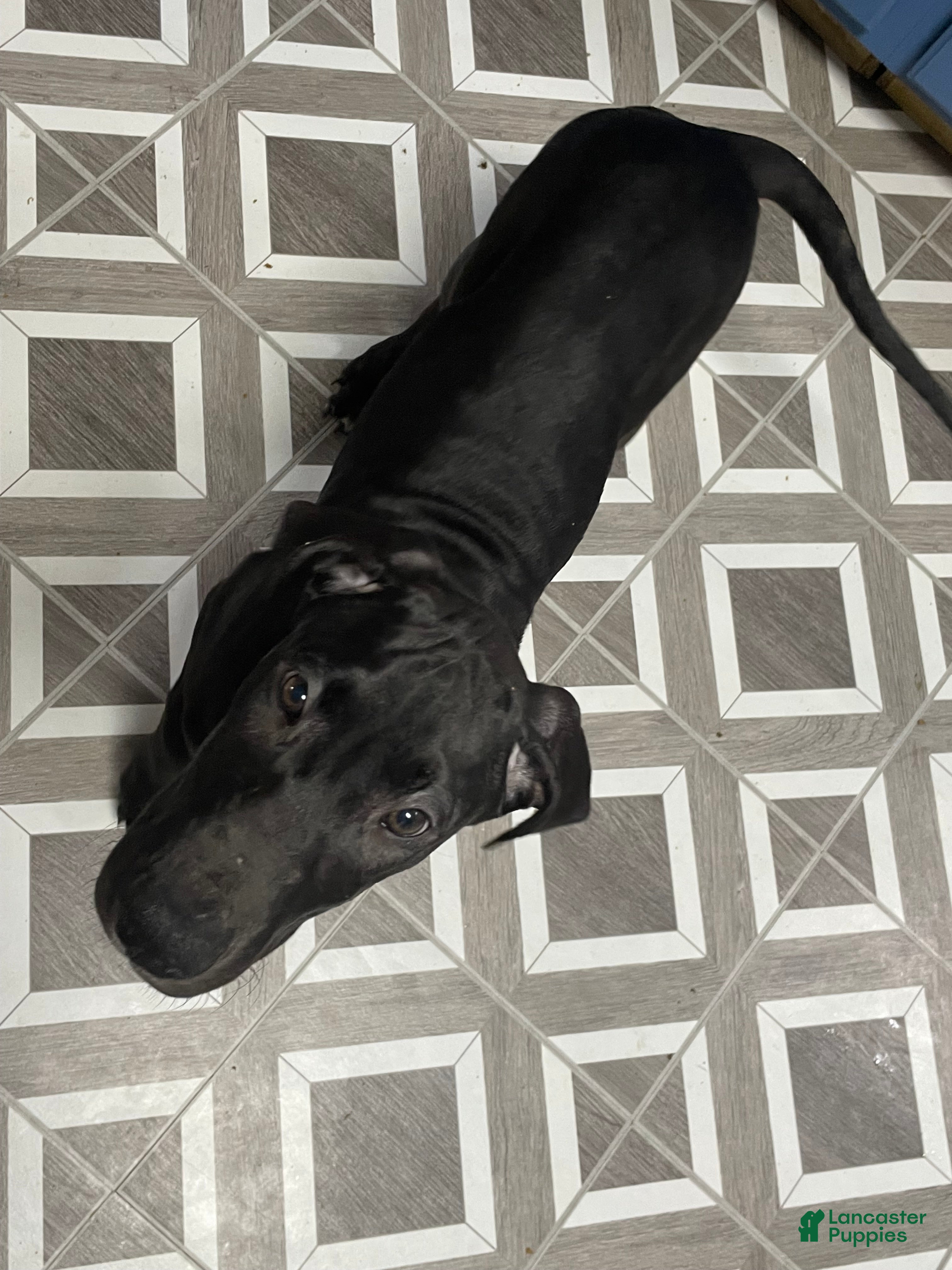 Great Dane dogs Precious - Ad 2