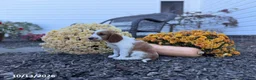 Welsh Springer Spaniel dogs for sale: Luna - Ad 8