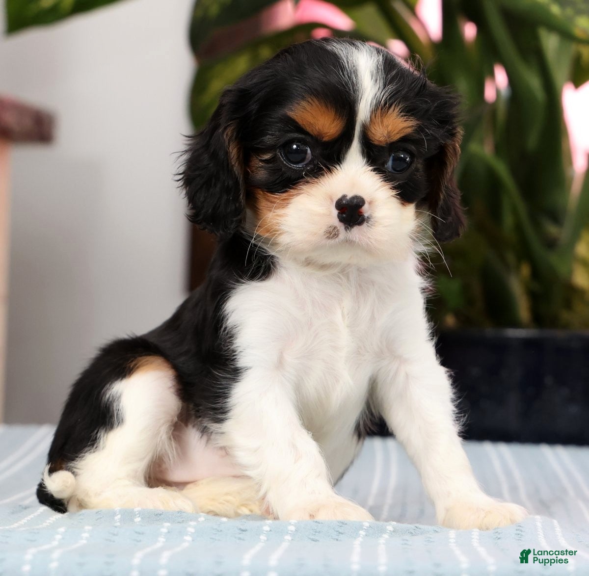 Cavalier King Charles Spaniel dogs Peaches - Ad 1