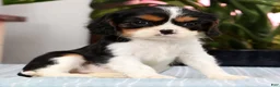 Cavalier King Charles Spaniel dogs for sale: Peaches - Ad 1