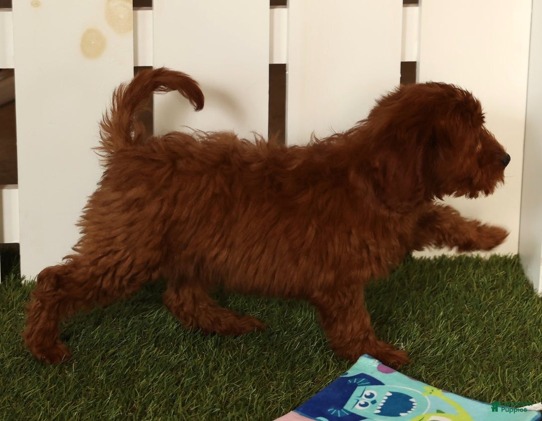 Mini Goldendoodle dogs for sale: Carson - Ad 2