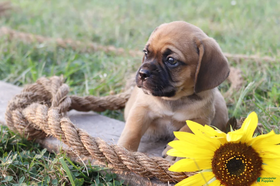 Puggle dogs for sale: Asher - Ad 2