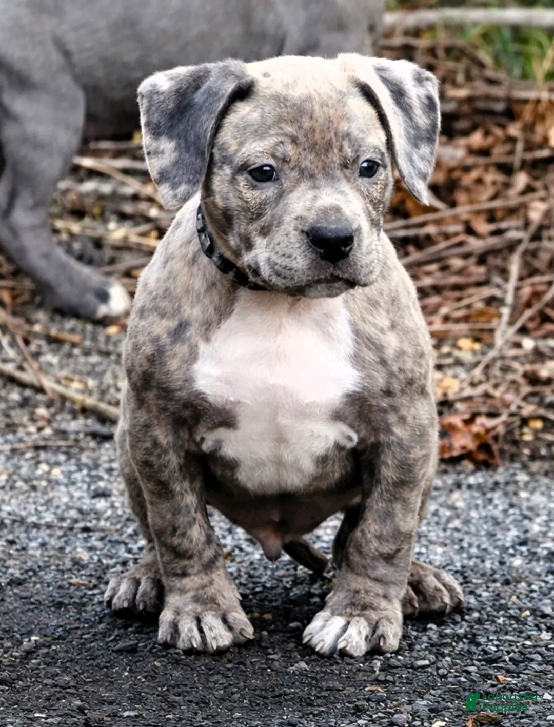American Bully dogs for sale: "SNOOP DOGG" ~ BLUE MERLE - Ad 2