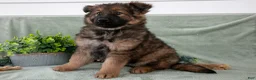 German Shepherd dogs for sale: Faye - Ad 3