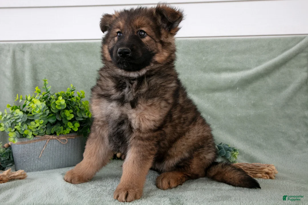German Shepherd dogs for sale: Faye - Ad 3