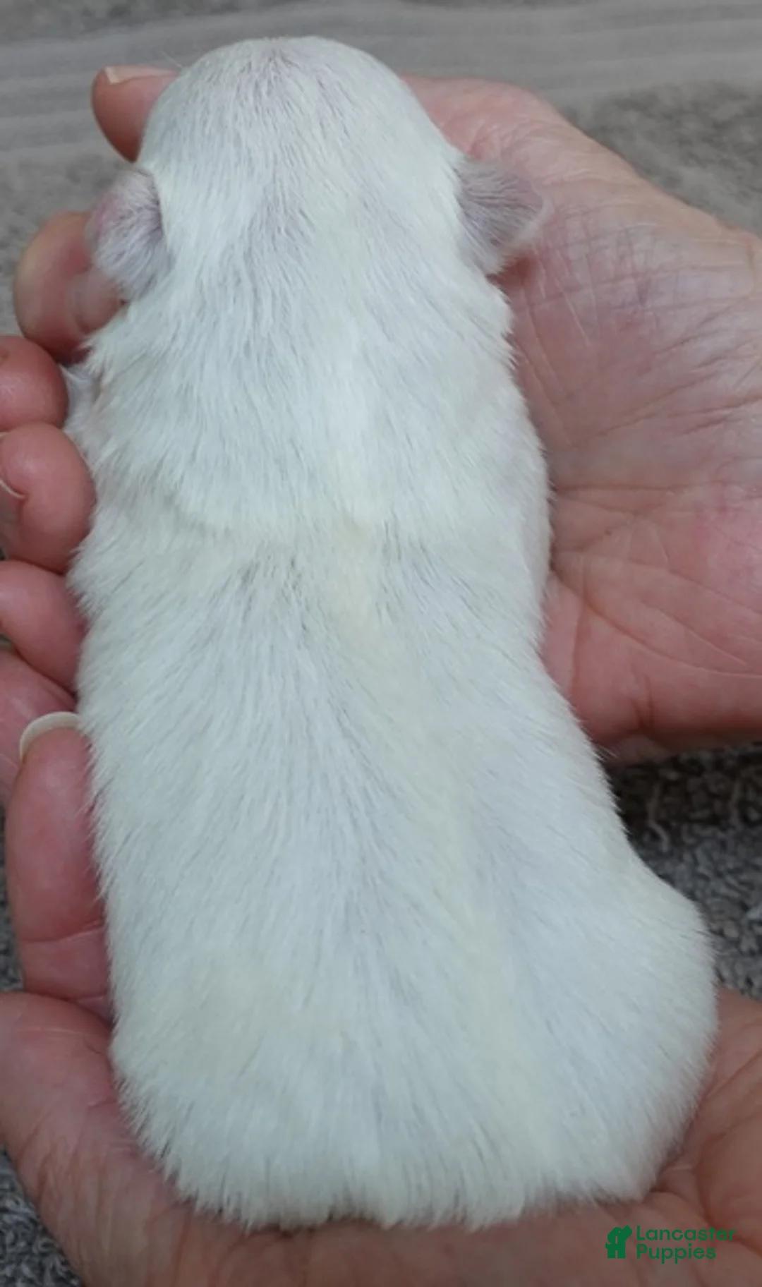 Maltese dogs for sale: Halo - Ad 9