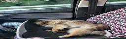 Pomeranian dogs for sale: Harmony - Ad 12
