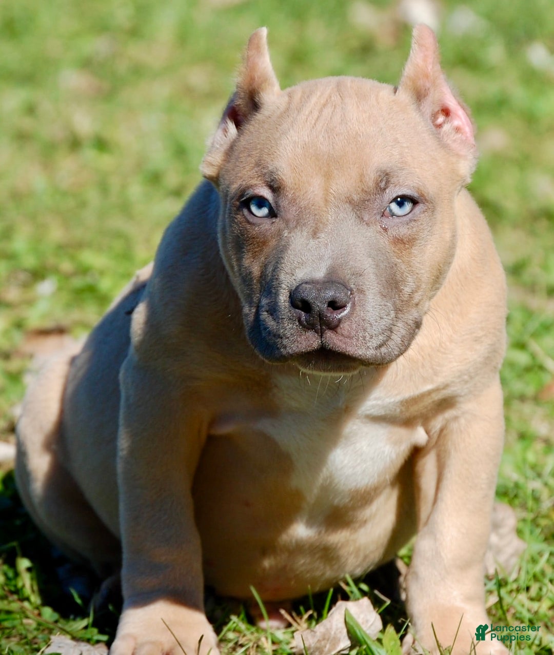 American Bully dogs for sale: Fawn Male 1 - Ad 3