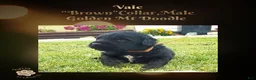 Mixed Breed dogs for sale: ⭐ Vale — Brown Collar • Male • Golden Mt Doodle - Ad 3