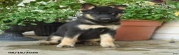 Gerberian Shepsky dogs for sale: Thor - Ad 3