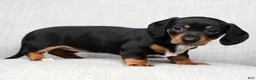 Miniature Dachshund dogs for sale: Sara - Ad 9