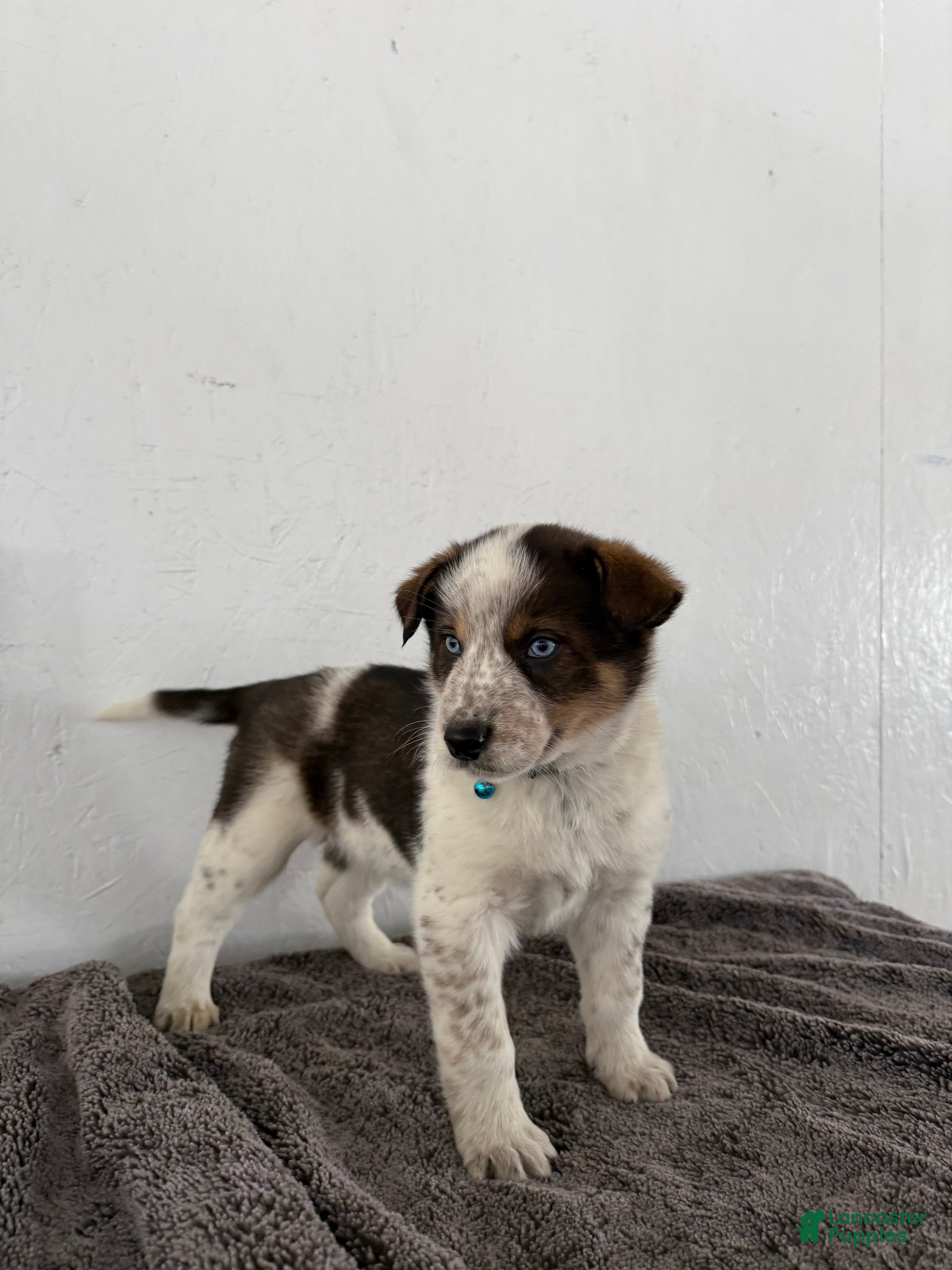 Mixed Breed dogs Bluey - Ad 3