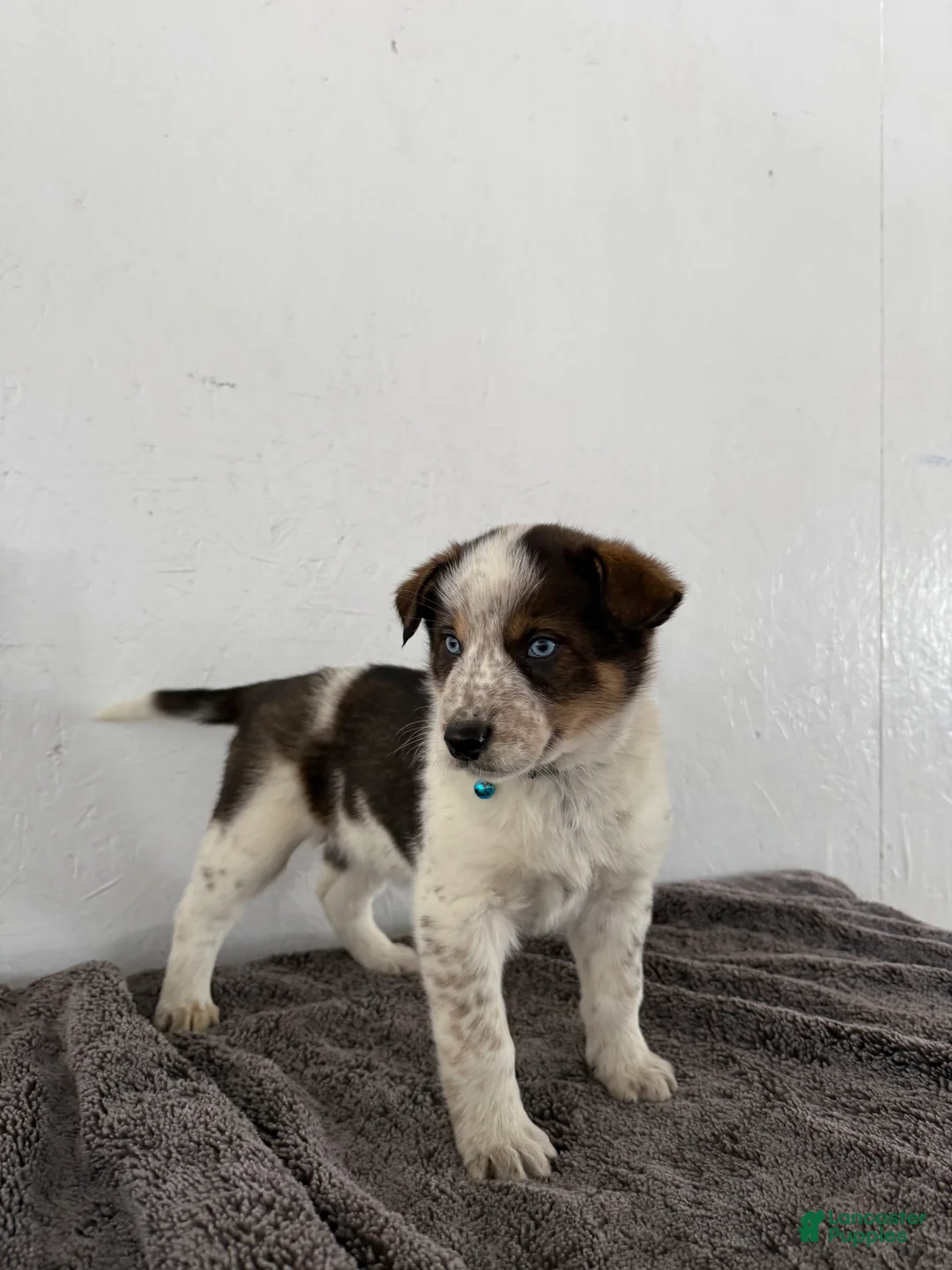 Mixed Breed dogs for sale: Bluey - Ad 1