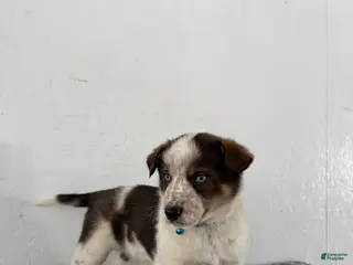 Mixed Breed dogs Bluey - Ad 3