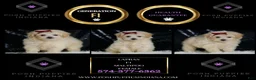 Maltipoo dogs for sale: Lapras - Ad 2
