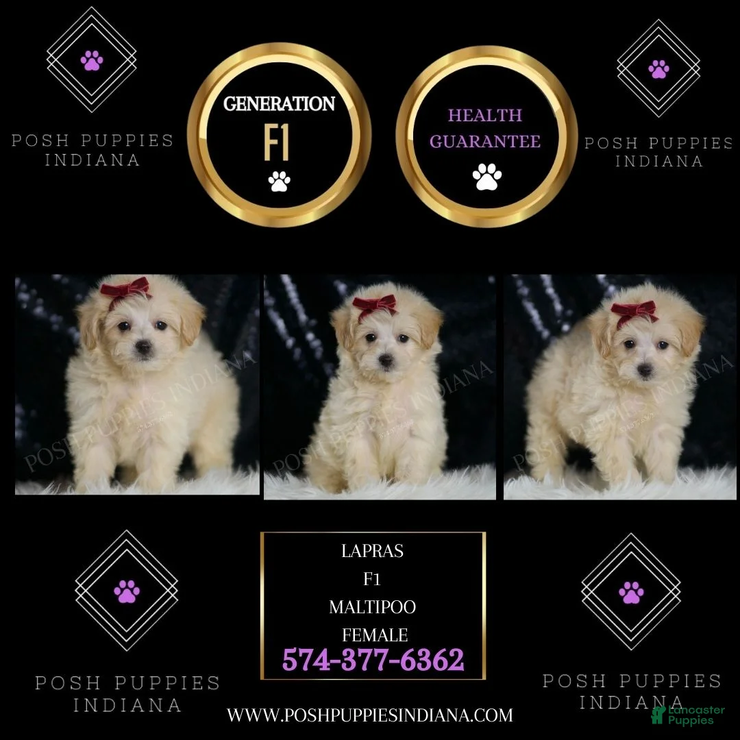 Maltipoo dogs for sale: Lapras - Ad 2