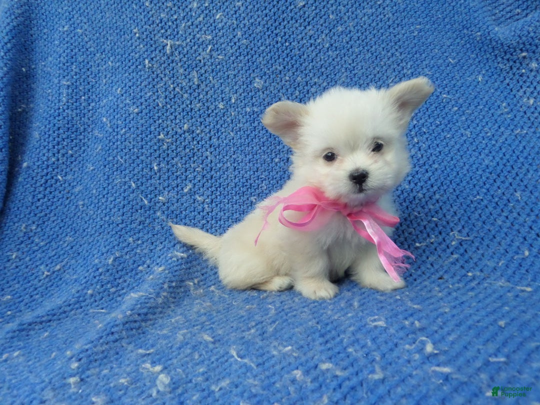 Maltipoo dogs for sale: Jenna - Ad 1