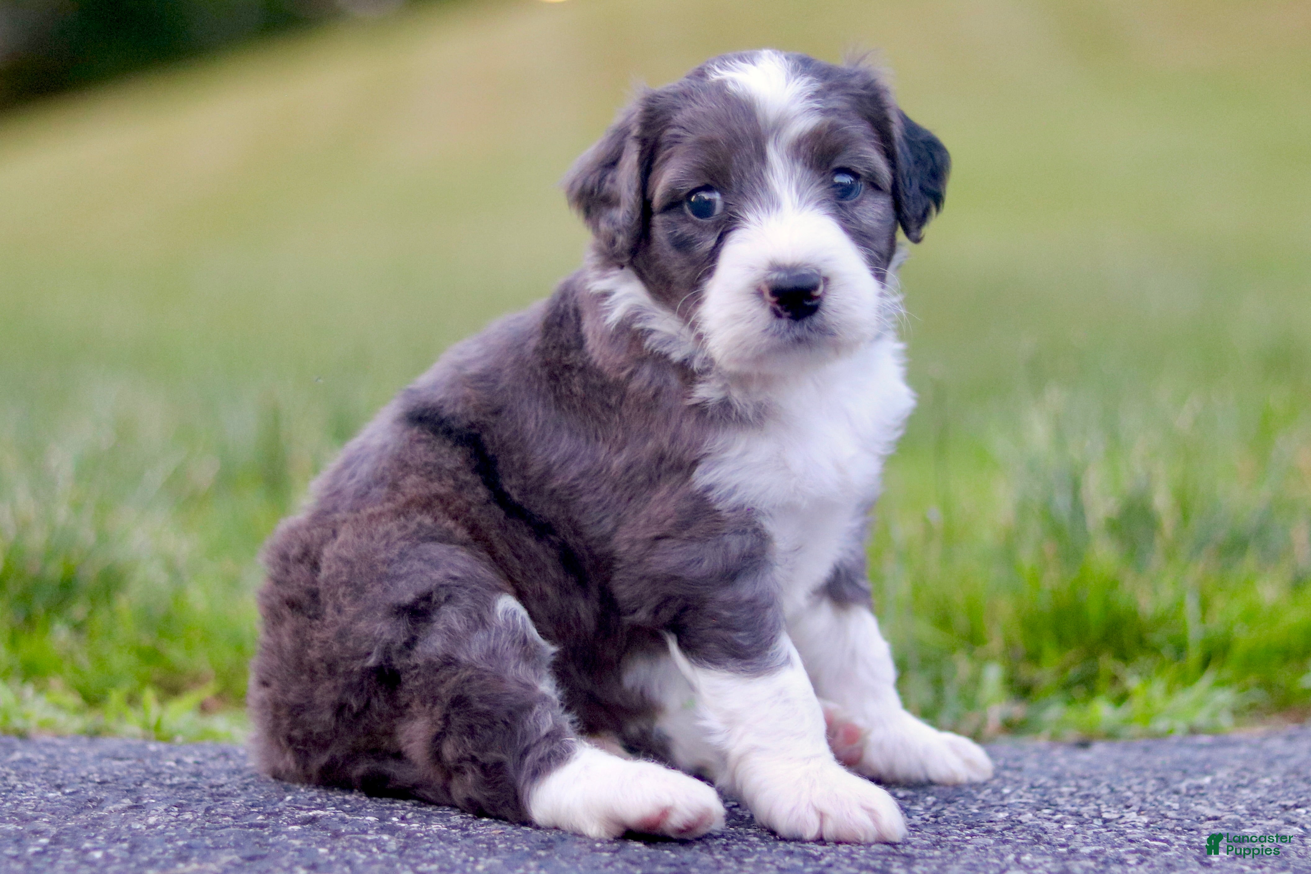 Mini Bernedoodle dogs George - Ad 1