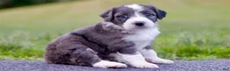 Mini Bernedoodle dogs for sale: George - Ad 1