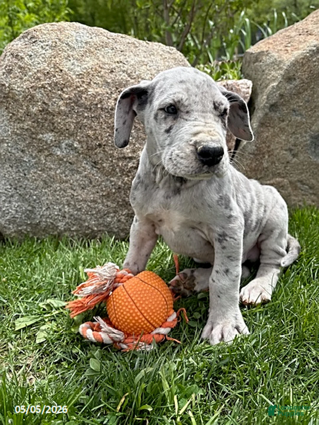 Great Dane dogs for sale: Thor - Ad 2