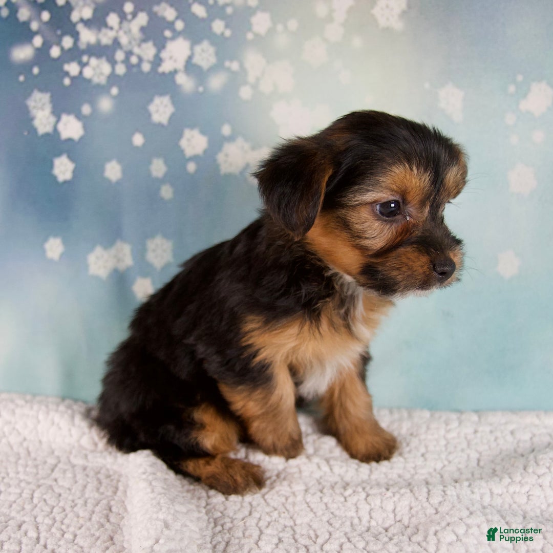 Morkie dogs for sale: Barbie - Ad 6