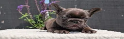 French Bulldog dogs for sale: Zeus - Ad 9