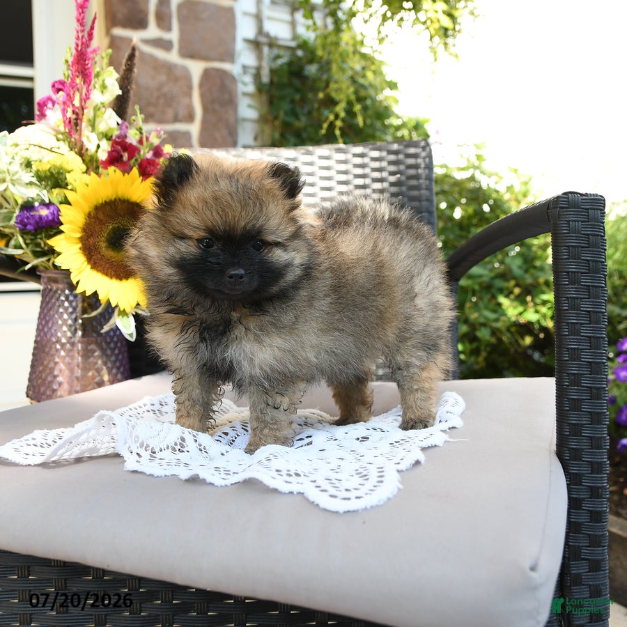 Pomeranian dogs Trina - Ad 2
