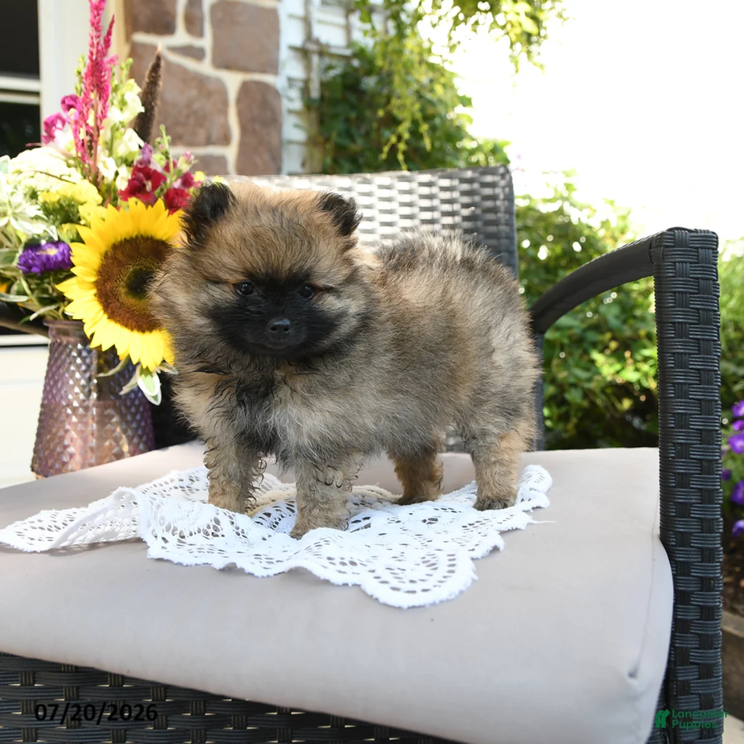 Pomeranian dogs for sale: Trina - Ad 2