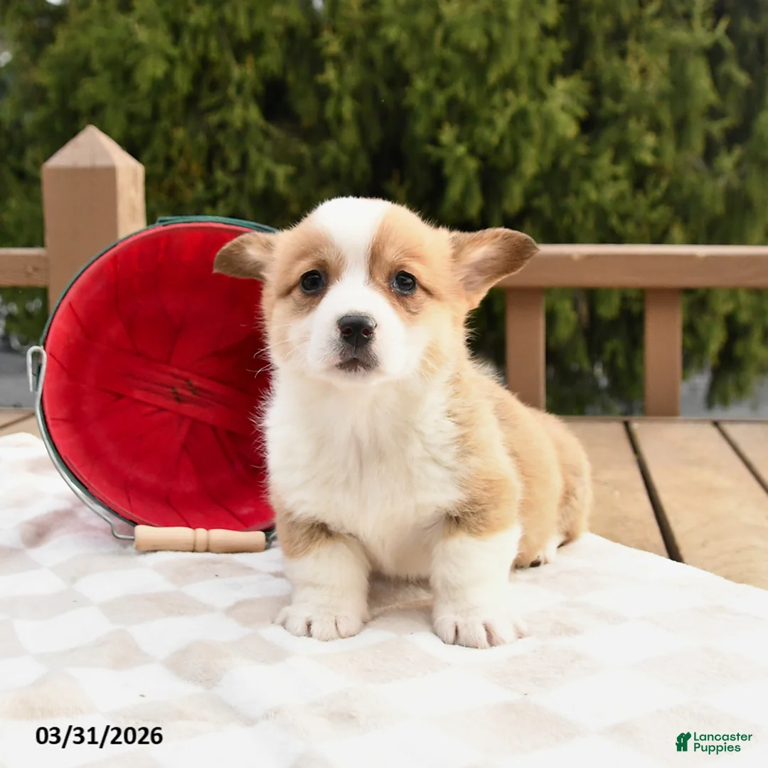 Welsh Corgi Pembroke dogs for sale: Sarah - Ad 2