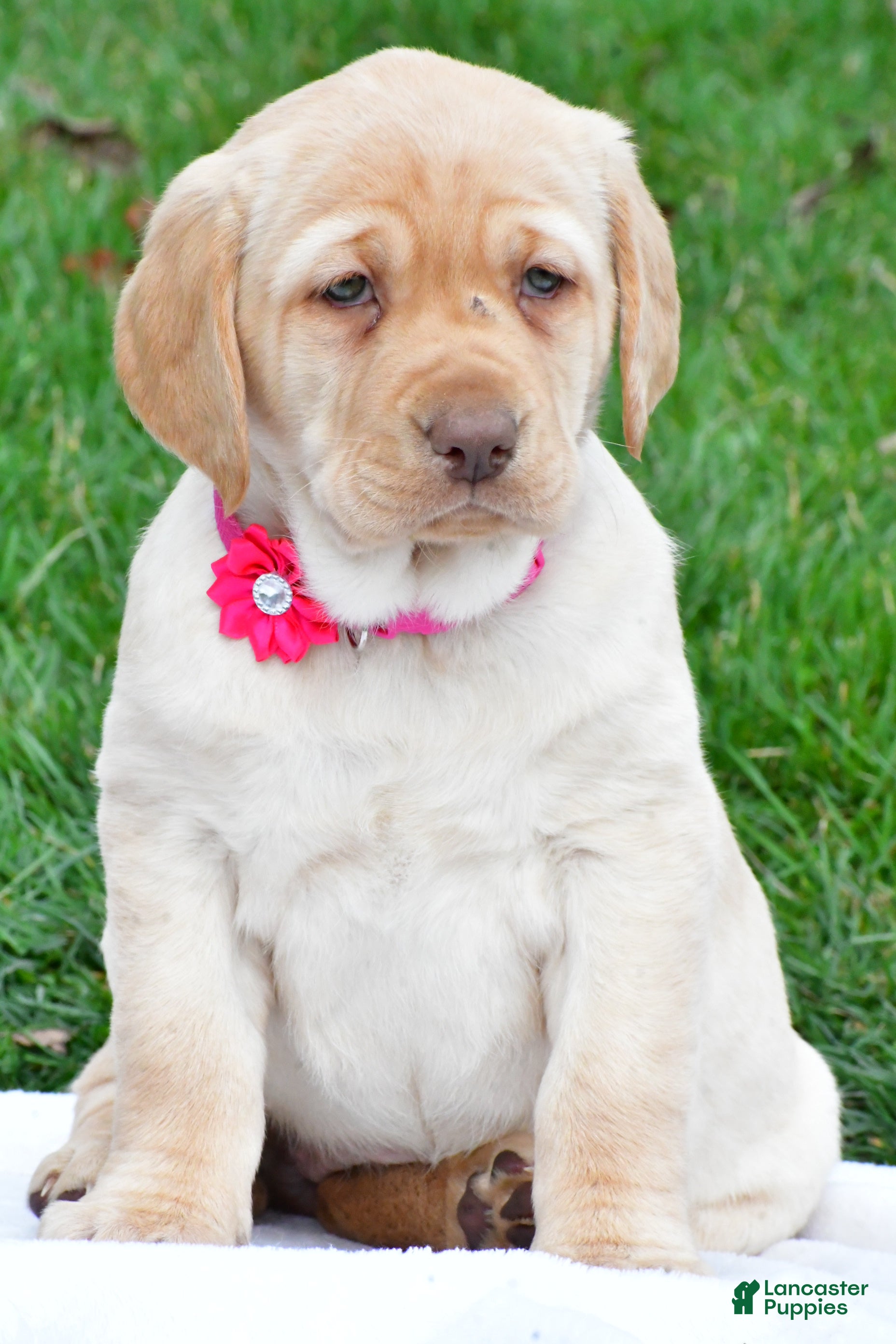 Labrador Retriever dogs Betty - Ad 1