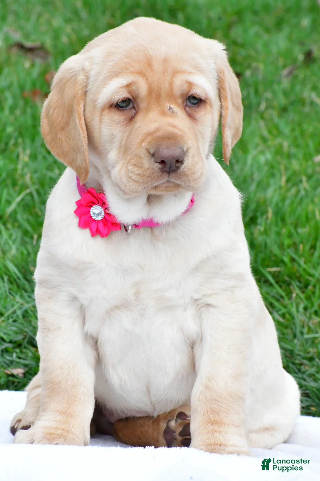 Labrador Retriever dogs for sale: Betty - Ad 1